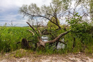 Ağaç suya düştü