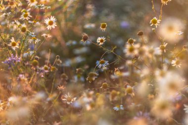 Akşam papatya tarlası