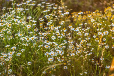 Akşam papatya tarlası