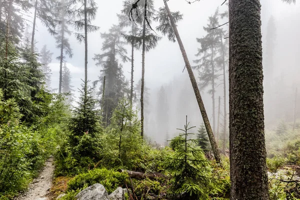 Siste Tatra Ormanı Stok Fotoğraf