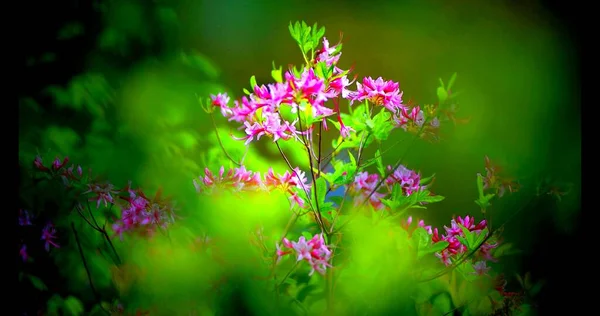 Una Vista Flores Rosadas Desde Entre Hojas Jardín — Foto de Stock