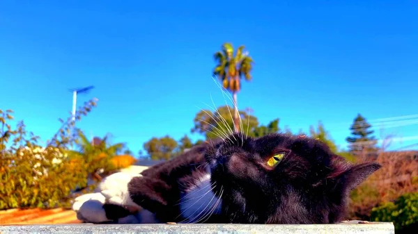 庭に横になっている白と黒の猫の表情 — ストック写真