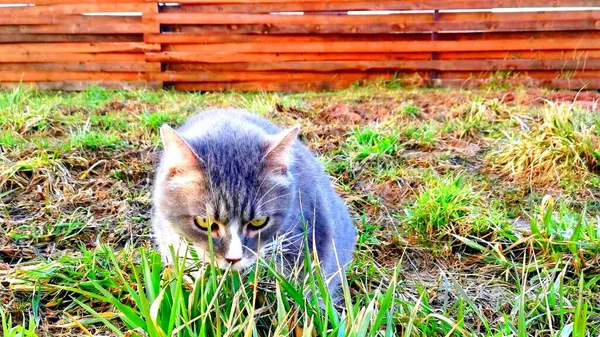 Kepala Kucing Abu Abu Yang Makan Rumput Taman — Stok Foto