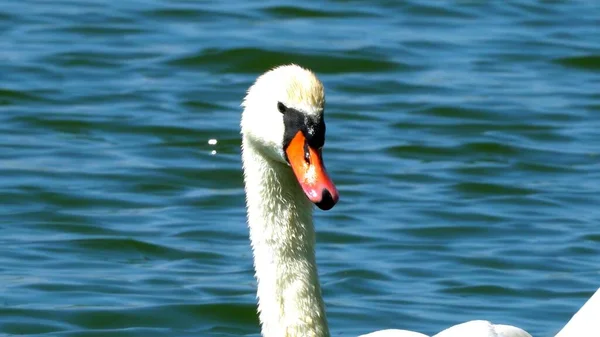 天鹅头像湖上天鹅头像的特写 — 图库照片