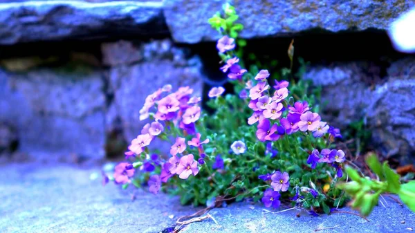 Ett Foto Små Lila Blommor Stenig Natur — Stockfoto