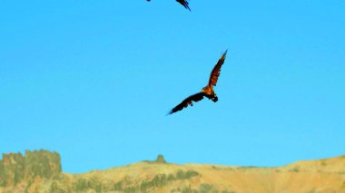 Doğada dağlarla uçan bir şahinin fotoğrafı.