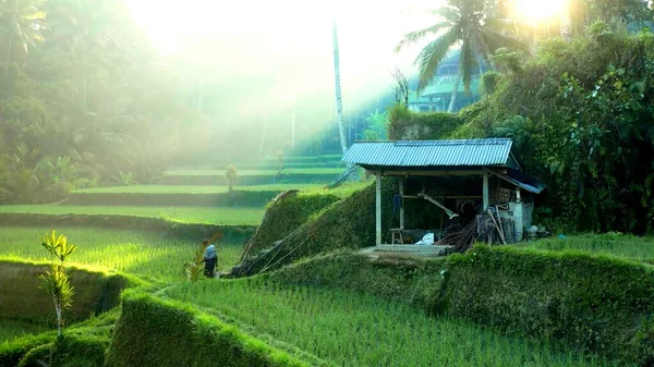 Sebuah Foto Dari Sebuah Gubuk Alat Sawah Dengan Cahaya Matahari — Stok Foto