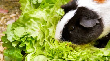 Yeşil salata yiyen bir kobay başı.