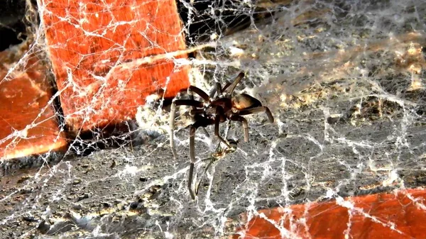 A close-up on a big black spider on big web