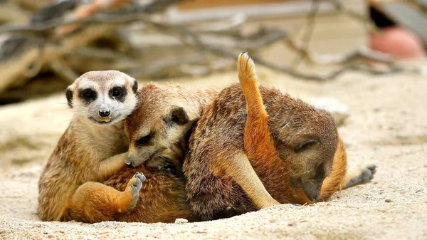 Une Photo Trois Suricates Dans Désert Afrique — Photo