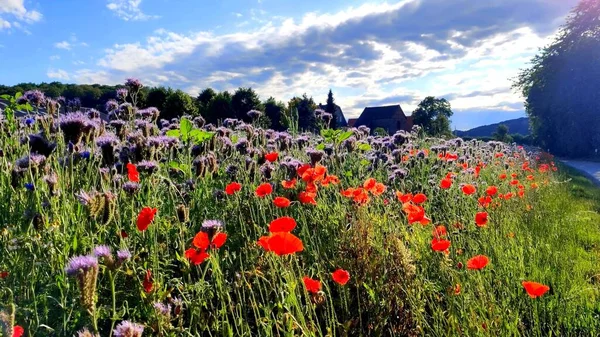A photo of wild flowers next to a road and houses in background