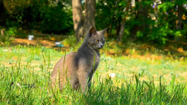 Sebuah Foto Kucing Cokelat Duduk Rumput — Stok Foto