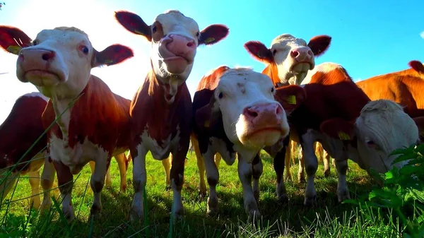 Primer Plano Las Cabezas Rebaño Vacas Pastizal — Foto de Stock