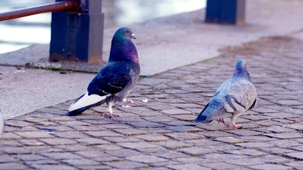 Una Foto Dos Palomas Que Caminan Por Una Calle Tradicional —  Fotos de Stock