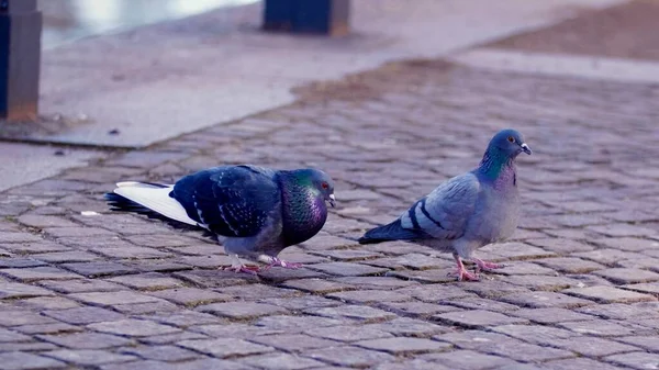 伝統的な通りを歩いている2羽の鳩の写真 — ストック写真