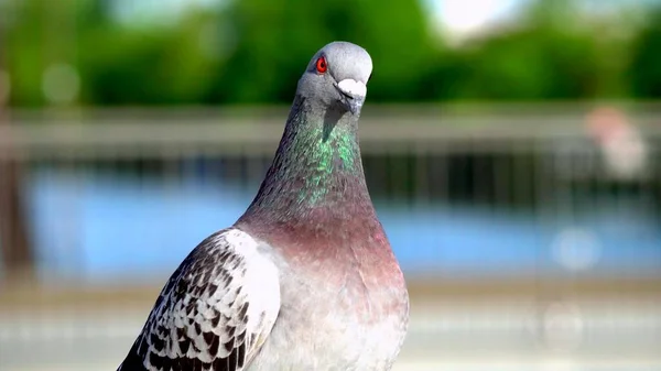 Großaufnahme Auf Dem Kopf Einer Schönen Taube Mit Roten Augen — Stockfoto