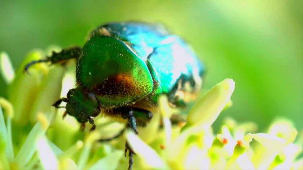 Una Foto Enfoque Escarabajo Verde Una Flor Amarilla — Foto de Stock