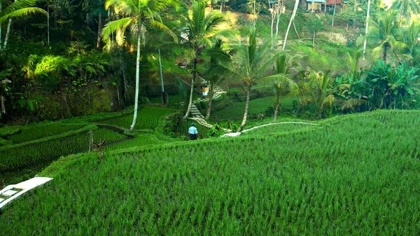 Foto Eines Reisfeldes Mit Der Sonne Asien — Stockfoto