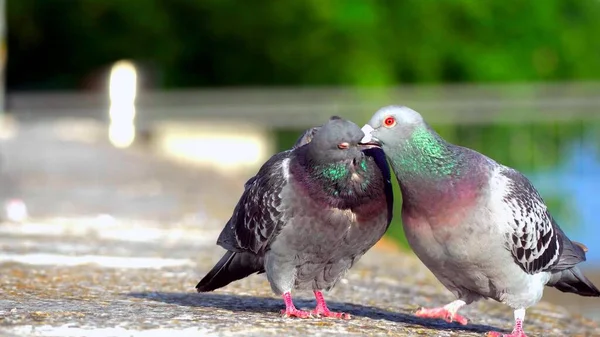 Primer Plano Hermosas Palomas Con Ojos Rojos Suelo —  Fotos de Stock