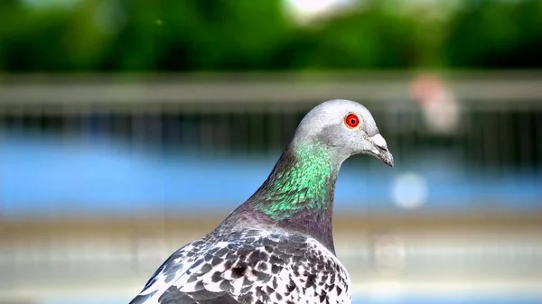 Zdjęcie Głowy Pięknych Gołębi Czerwonych Oczach — Zdjęcie stockowe