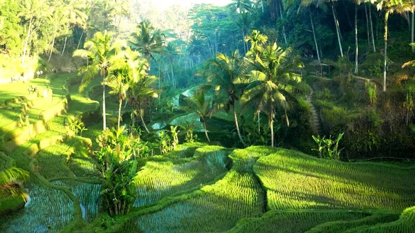 Sebuah Foto Aerian Dari Sawah Asia Dengan Matahari — Stok Foto