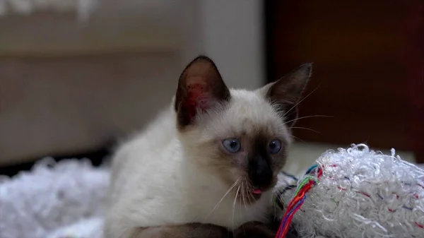 Primer Plano Mirada Gatito Una Manta — Foto de Stock