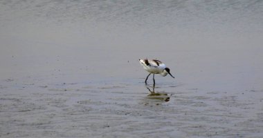Balıkçılık yapan siyah beyaz bir kuşun fotoğrafı.