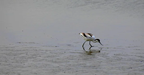 Une Photo Oiseau Blanc Noir Qui Pêche — Photo