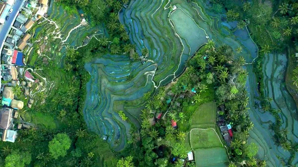 Pandangan Atas Sawah Hutan Tropis Asia — Stok Foto