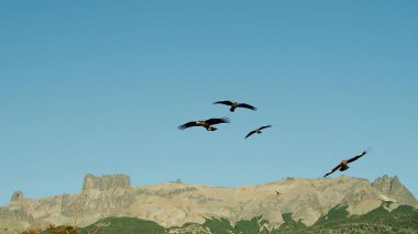 Gökyüzündeki vahşi bir şahin grubuna odaklanma