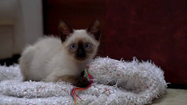 Yerde bir battaniyenin üzerinde kahverengi bir kedi yavrusunun fotoğrafı.