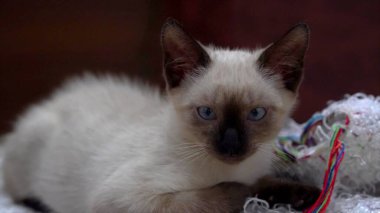 Battaniyenin üzerindeki kedi yavrusuna yakın çekim.