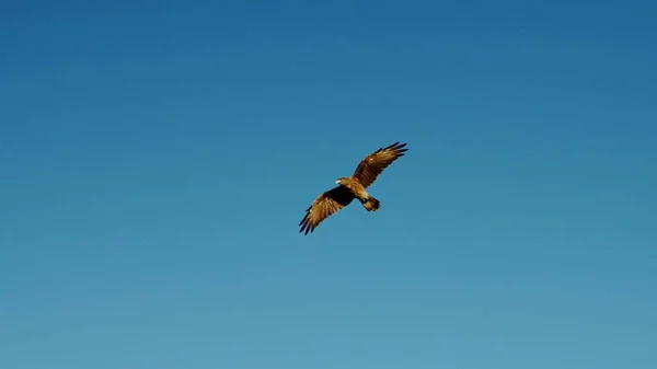 Close Wild Falcon Which Flying Sky — Stock Photo, Image