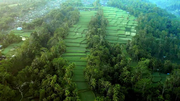 Pandangan Aerian Dari Sawah Hutan Eksotis — Stok Foto