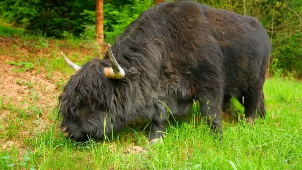 Gros Plan Une Vache Noire Des Highlands Dans Une Forêt — Photo