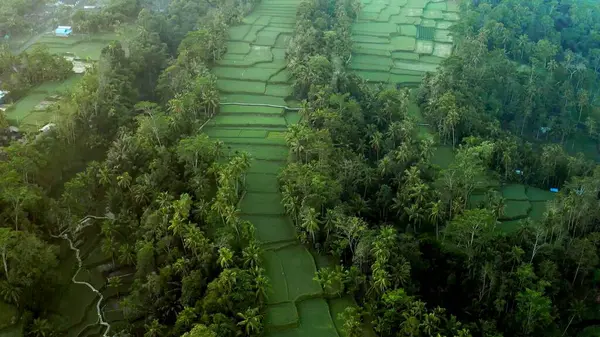 Pandangan Aerian Dari Sawah Hutan Eksotis Gunung — Stok Foto