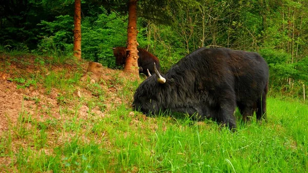 A scene of black highland cows which are grazing the grass in a forest