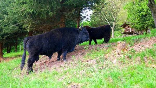 A scene of black highlands cows in a forest of Scotland