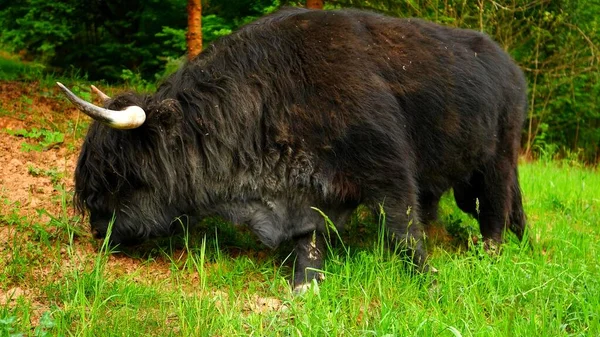 Scène Une Vache Des Hautes Terres Qui Broute Herbe — Photo