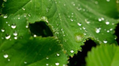 Yeşil yaprağın üzerindeki küçük damlalara yakın çekim