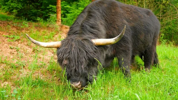 Photo Une Vache Noire Des Highlands Dans Une Forêt — Photo