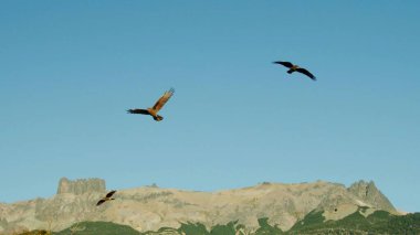 Gökyüzündeki vahşi bir şahin grubunun fotoğrafı.