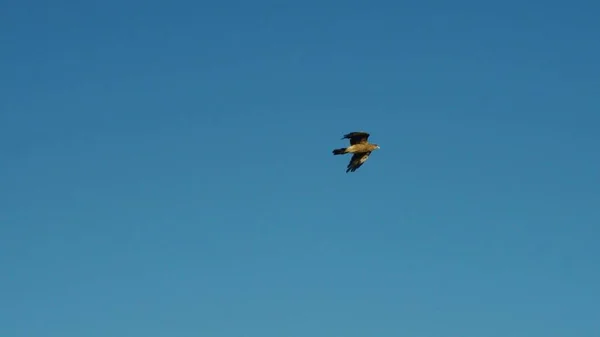 Gros Plan Sur Aigle Sauvage Seul Dans Ciel — Photo