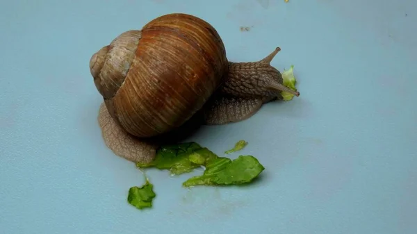 Close Snail Which Eating Lettuce — Stock Photo, Image