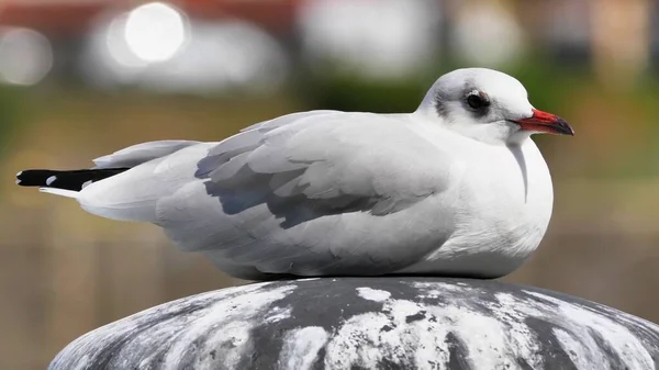 Egy Közeli Kép Egy Fehér Sirályról Ami Pihen — Stock Fotó