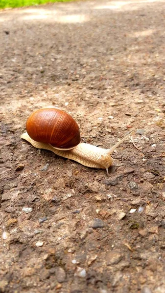 Photo Snail Ground Countryside — Stock Photo, Image