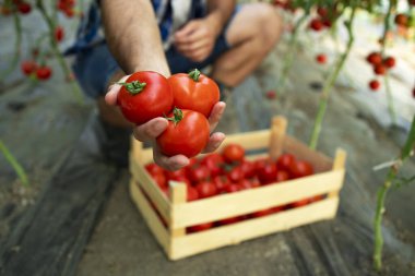 Domates sebzesine yakından bak. Tanınmayan bir çiftçinin elinde domates tutarken organik gıda çiftliğinde durması..