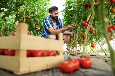 Domatesler organik gıda çiftliği. Çiftçi taze olgun domates sebzelerini toplayıp tahta sandığa koyuyor..