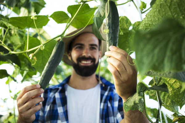 Hombre Joven Barbudo Agricultor Cultivando Comprobando Verduras Invernadero — Foto de Stock