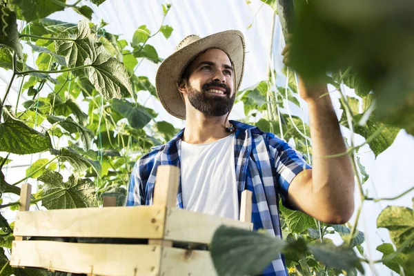 Joven Agricultor Emprendedor Cultivando Produciendo Verduras Orgánicas Frescas Trabajador Recogiendo — Foto de Stock